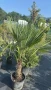 Палма Трахикарпус -22, снимка 2