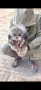 Toy poodle teacup / Той Пудел , снимка 2