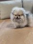 Померан мини померан , снимка 1