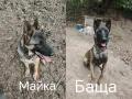 Белгийска овчарка - малиноа, снимка 3