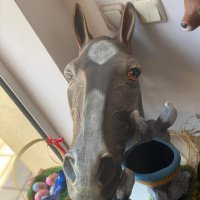 Керамична  глава на кон и керамичен елен  с опция за окачване, снимка 1 - Други - 40287305