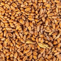 Пшеница царевица , снимка 1 - За селскостопански - 37211914