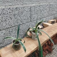 Американско пъстро Агаве (Agave americana variegata) или Столетник с пъстри листа, снимка 13 - Стайни растения - 34958501