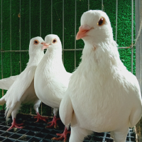 Пазарджишки гълъби , снимка 5 - Гълъби - 44624438