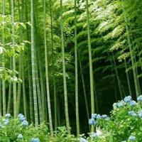 100 Семена от бамбук Moso-Bamboo рядко срещано растение за декорация на вашата градина бамбук мосо б, снимка 1 - Сортови семена и луковици - 37712119