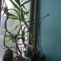 Ароматна кализия (Callisia fragans) , снимка 5 - Градински цветя и растения - 30674525