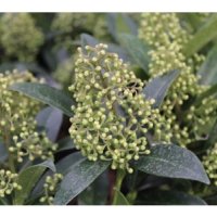 Скимия-Японски люляк  Skimmia x confusa 'Kew Green', снимка 7 - Разсади - 40382708