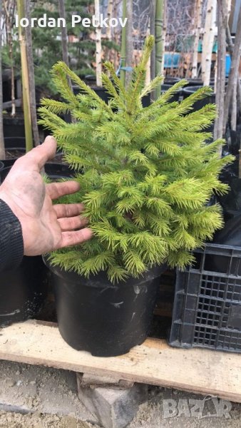 Смърч 40см, снимка 1