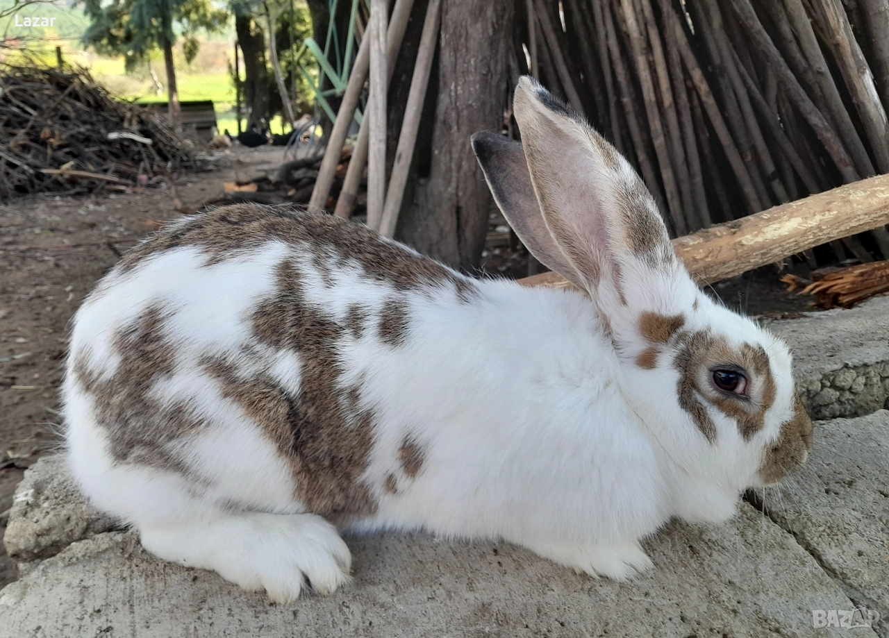 Продавам зайка, снимка 1