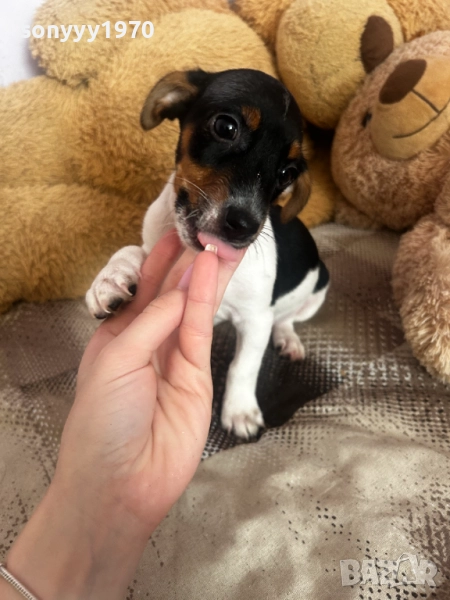 КУЧЕНЦЕ 250ЛВ-ДЖАК РЪСЕЛ 0311251649, снимка 1