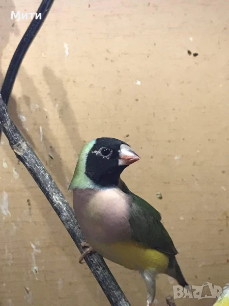 свободни чифтове и по - единични бройки амадини, снимка 1