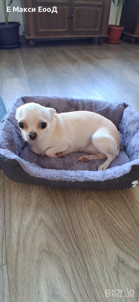 Легълце за кучета,котки,домашни любимци,чихуахуа, снимка 1