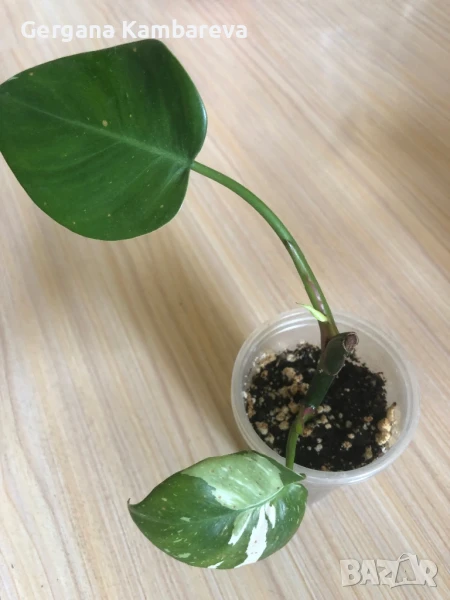 Philodendron White Princess , снимка 1