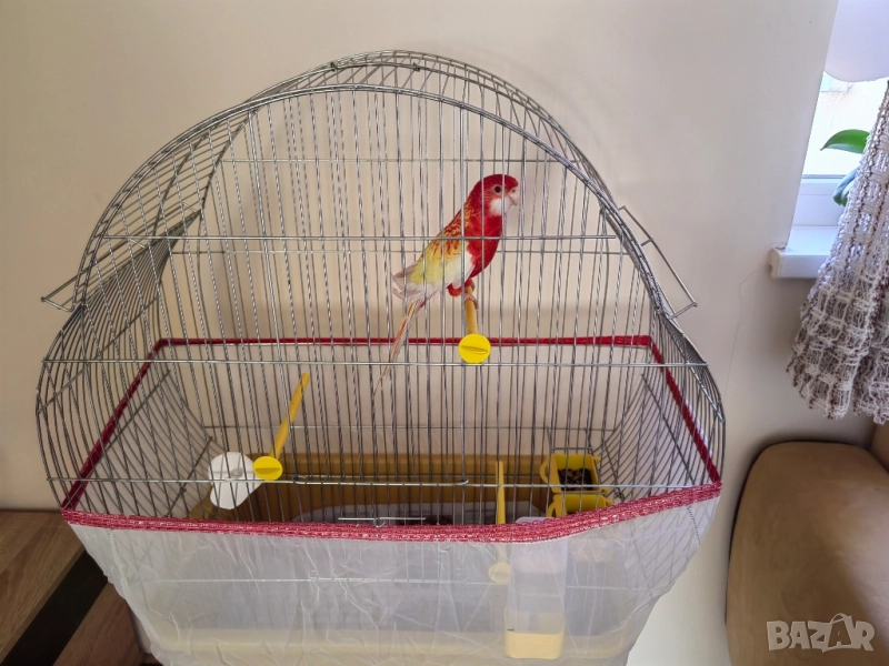 Червена розела мъжки, снимка 1