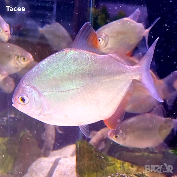 Милеус рубрипинис 6-7см, снимка 1