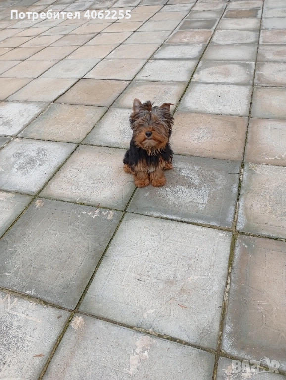 Продавам йоркширски териер , снимка 1