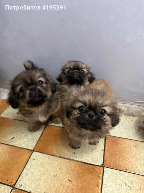 Пекинези, снимка 1