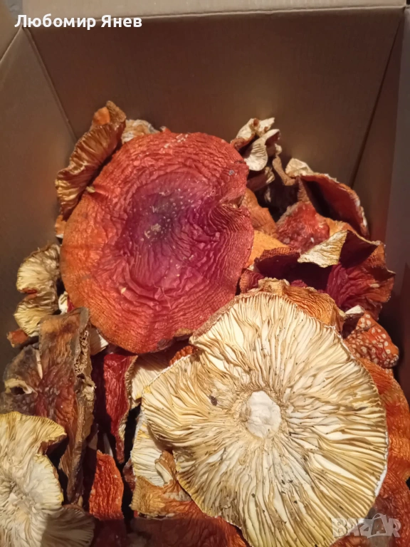 Сушени червени мухоморки, снимка 1