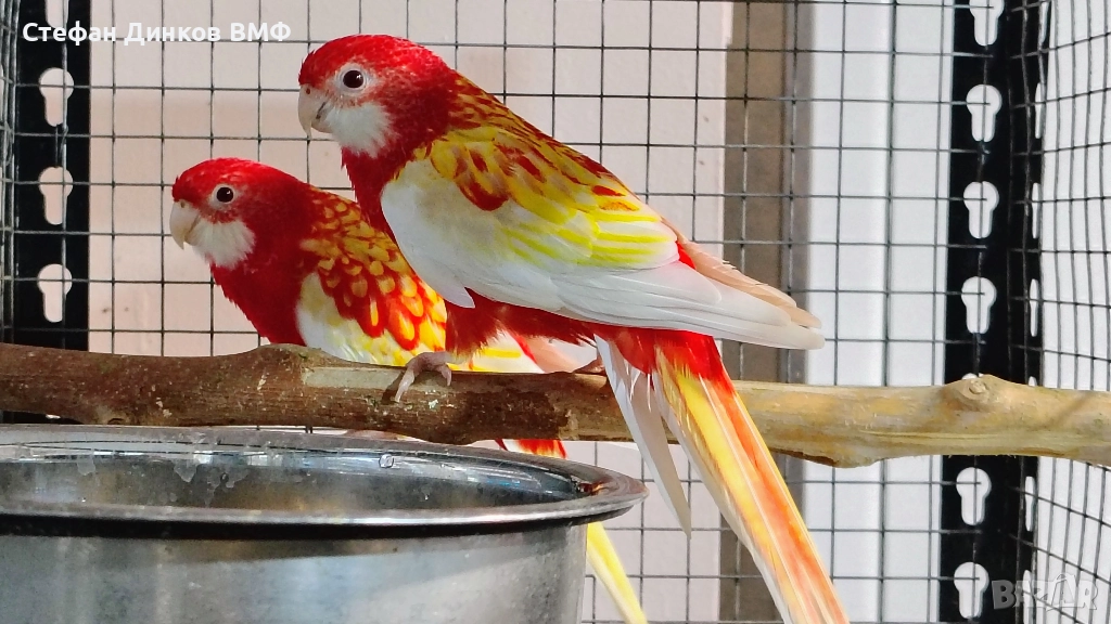 Двойка розели , снимка 1