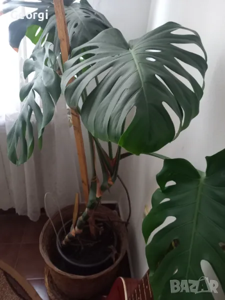 Цвете Филодендрон голямо , снимка 1