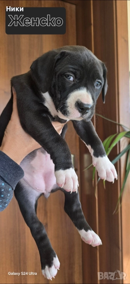 Продавам питбули, снимка 1