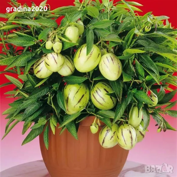Пепино -Пъпешово дърво СЕЗОННА РАЗПРОДАЖБА !!!, снимка 1