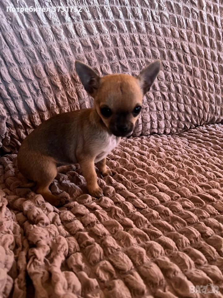 Мини чихуахуа, снимка 1