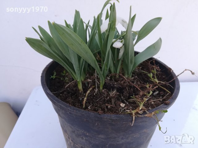 КОКИЧЕНЦА-ГРЪМ В САКЦИЯ 1902240804, снимка 5 - Градински цветя и растения - 44363362