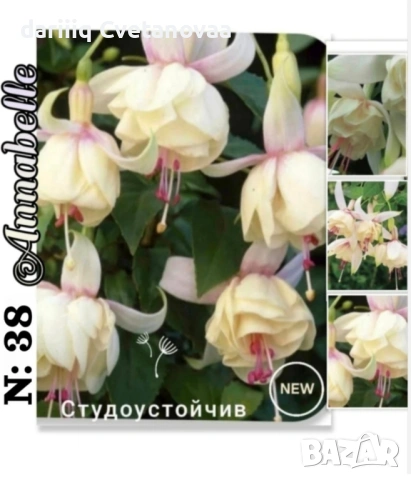 Фуксия за вашата градина , снимка 10 - Градински цветя и растения - 54220241