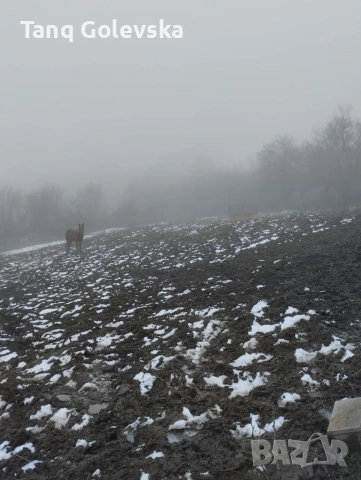 Кобили , снимка 3 - Коне - 53243347