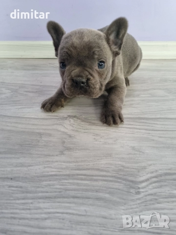 френски булдог момче , снимка 6 - Френски булдог - 52834567