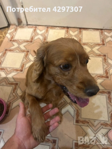 Разходки на кучета в София, снимка 5 - За кучета - 53950180