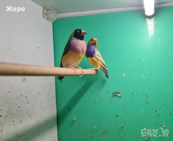 Продавам чифтове Гулдови Амадини , снимка 3 - Амадини - 48874559