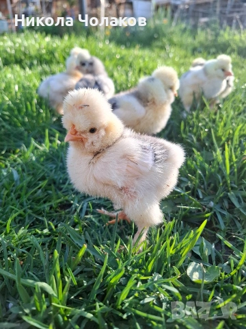 Струмски стандарт пилета , снимка 5 - Кокошки и пуйки - 54298608