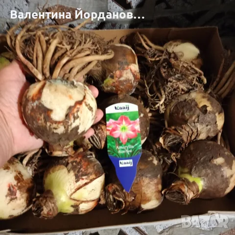 огромни луковици амаралис три цвята , снимка 3 - Сортови семена и луковици - 56483668