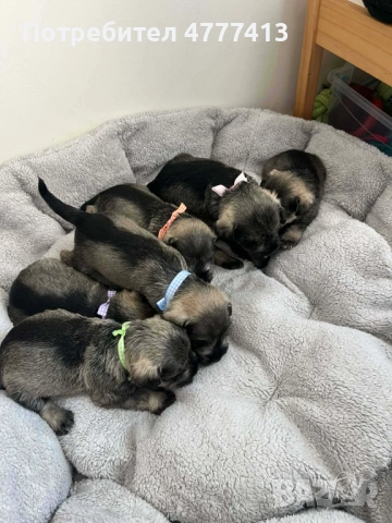 Цверг шнауцер