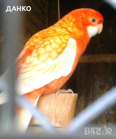 ПЕНАНТОВИ И ПЪСТРИ РОЗЕЛИ–МУТАЦИИ/тазигодишни/, снимка 5 - Папагали - 50988054