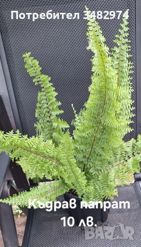 Предлагам стайни растения, снимка 10 - Стайни растения - 52260638