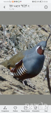 Планински пъдпъдъци , снимка 4 - други­ - 52923922