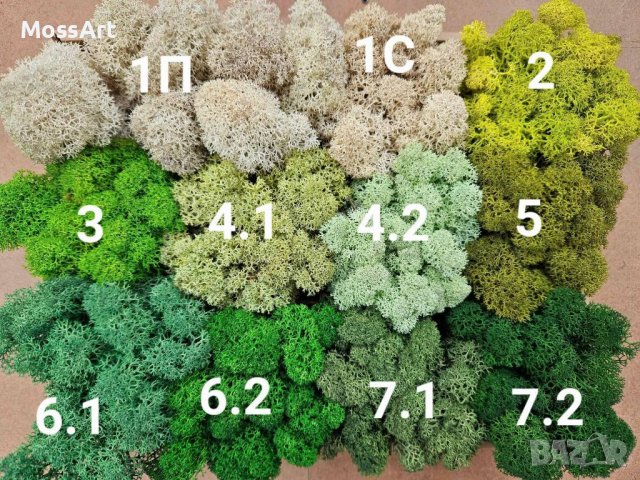 Скандинавски мъх 6лв. за 100г., снимка 3 - Декорация за дома - 36227320
