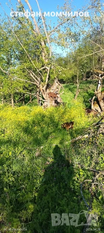 ярета, снимка 10 - Кози - 54345171