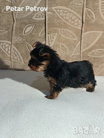 Йоркширски териер , снимка 12 - Йоркширски териер - 54063849