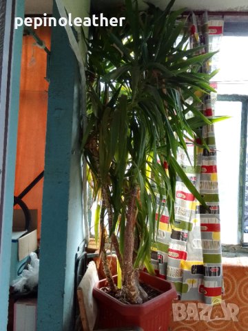 Палма ЮКА Стайна 2 броя - 3 м / 2.5 м, снимка 2 - Стайни растения - 40052935