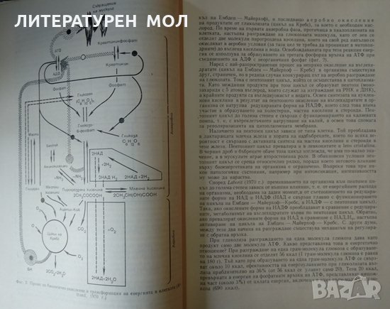 Основи на хипербарната оксигенация Б. Петровский, С. Ефуни 1979 г., снимка 2 - Специализирана литература - 35383552