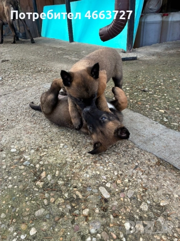 Продавам Белгийски овчарки, снимка 13 - Белгийска овчарка - 52579124