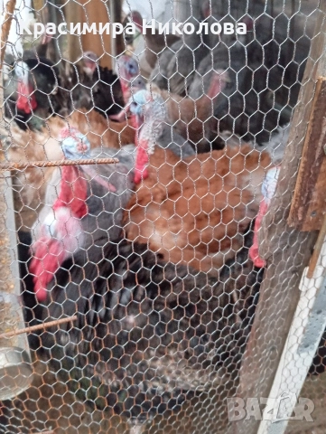 Пуйки и пуяци продава., снимка 4 - Кокошки и пуйки - 52691875