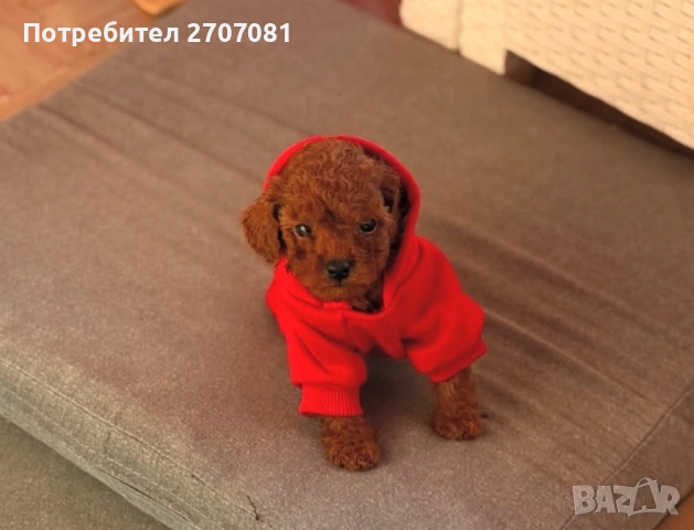 Той пудел, снимка 5 - Пудели - 53082817