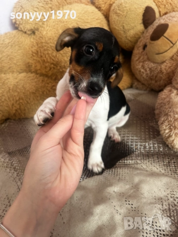 КУЧЕНЦЕ 250ЛВ-ДЖАК РЪСЕЛ 0311251649