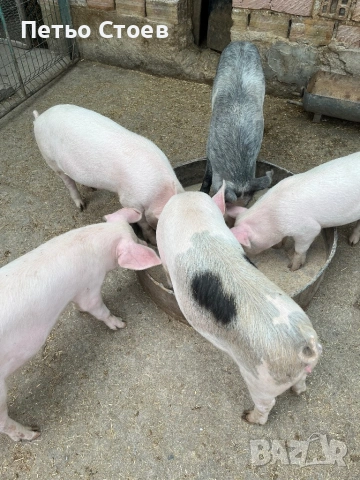 Малки прасета , снимка 4 - Прасета - 54256641