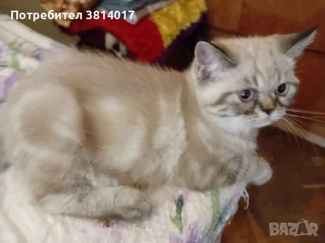 порода коте абесин на три месеца 